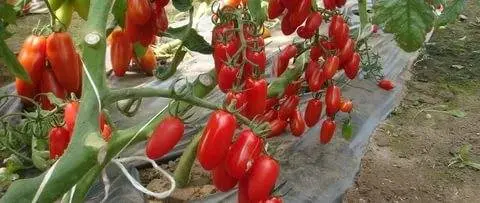 Formation of a tomato in two stems + video