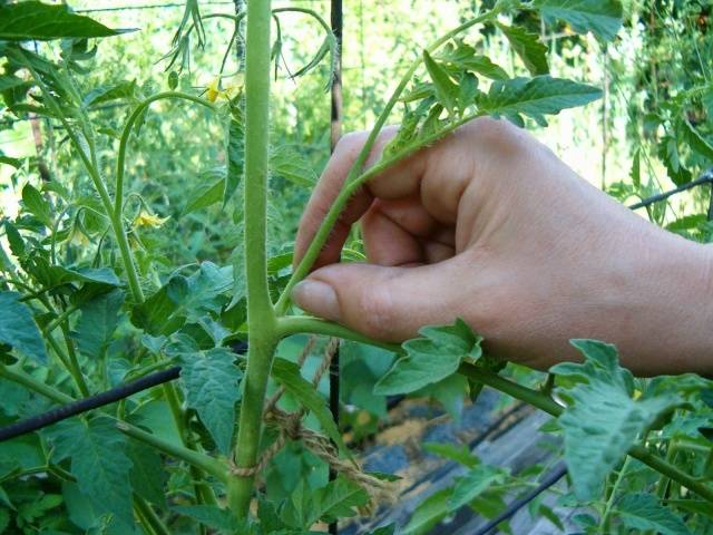 Formation of a tomato in two stems + video