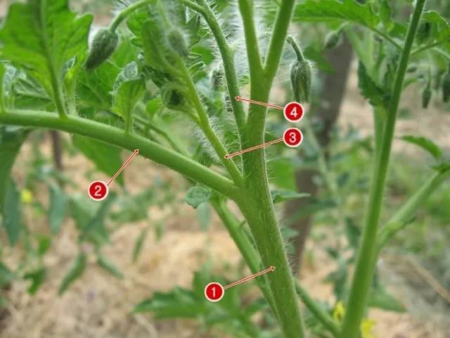 Formation of a tomato in two stems + video