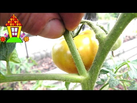 Formation of a tomato in two stems + video