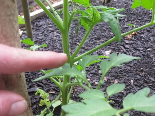 Formation of a tomato in two stems + video