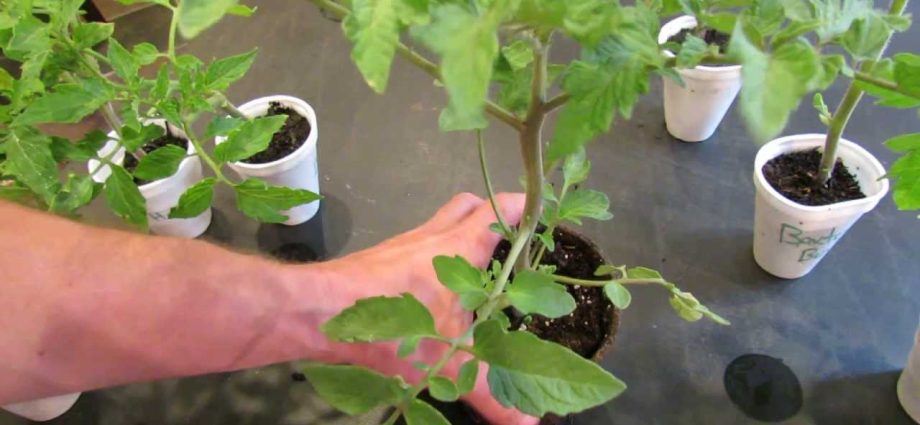 Formation of a tomato in two stems + video