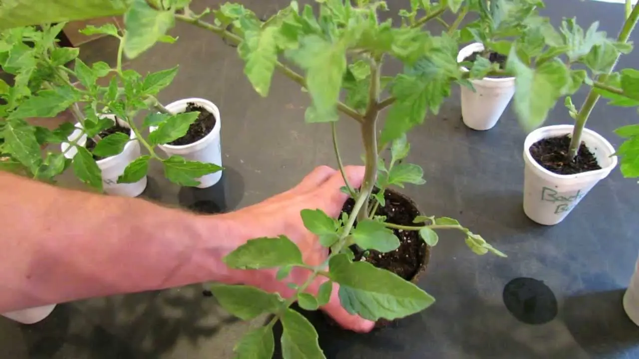 Formation of a tomato in two stems + video