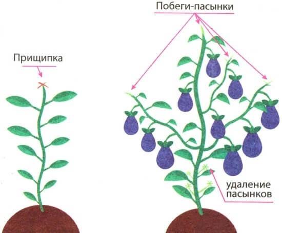 Formation of eggplants in a polycarbonate greenhouse: step by step instructions, video