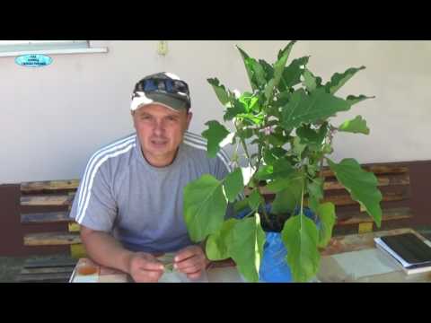 Formation of eggplants in a polycarbonate greenhouse: step by step instructions, video