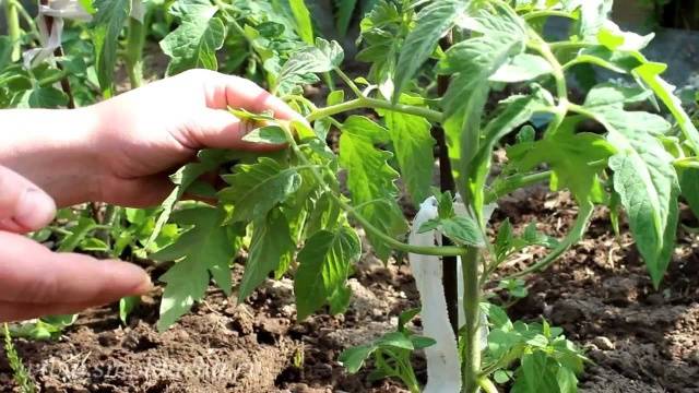 Formation of tomatoes in open ground