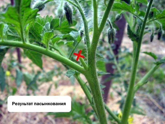 Formation of tomatoes in open ground