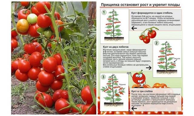 Formation of tomatoes in open ground