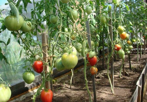 Formation of tomatoes in open ground