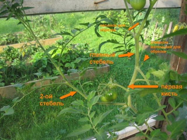 Formation of tomatoes in open ground