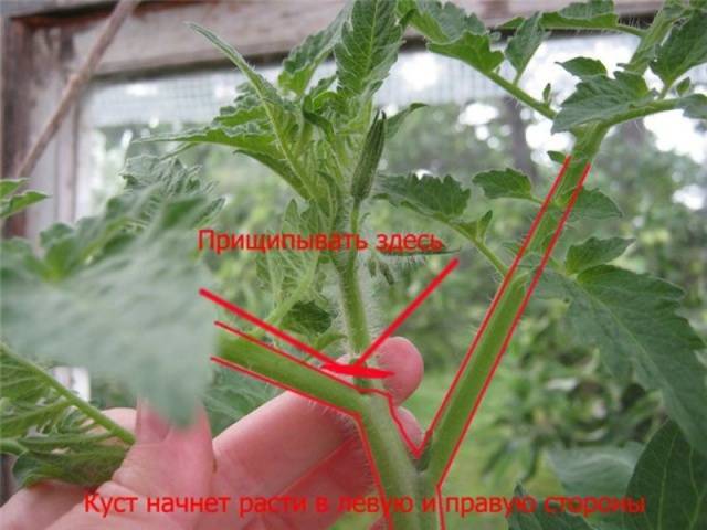 Formation of tomatoes in open ground