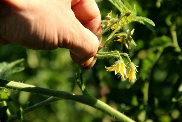 Formation of tomatoes in open ground