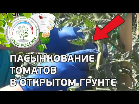 Formation of tomatoes in open ground