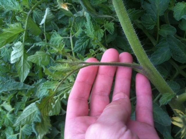 Formation of tomatoes in open ground