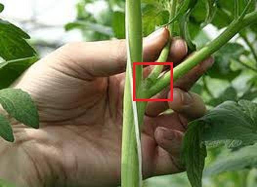 Formation of tomatoes in open ground