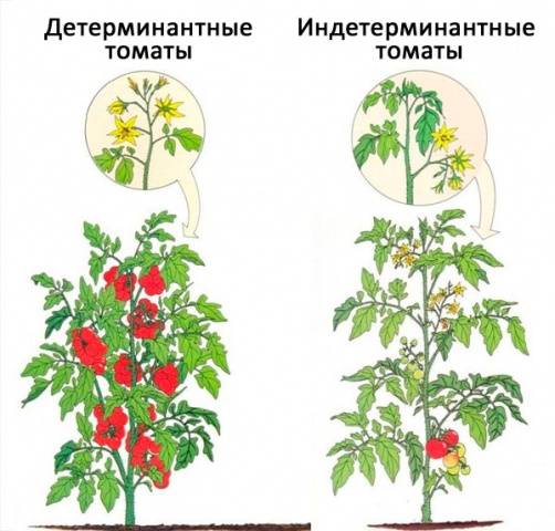 Formation of tomatoes in open ground