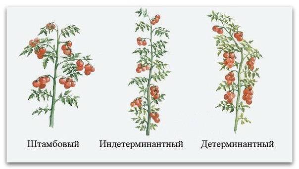 Formation of tomatoes in open ground