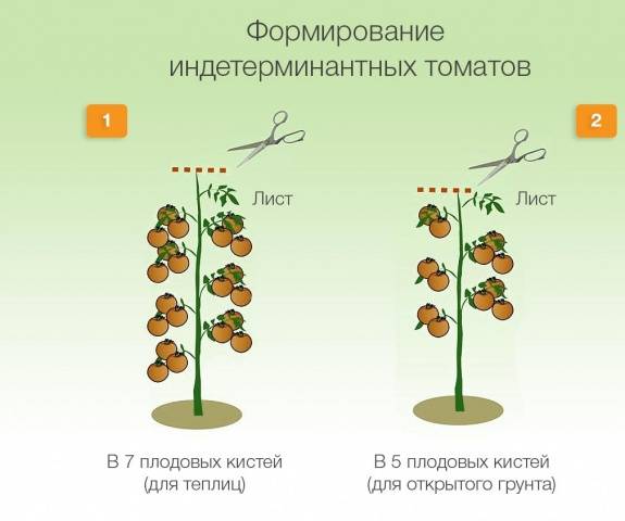 Formation of tomatoes in open ground