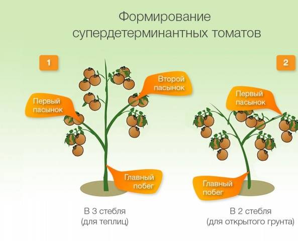 Formation of tomatoes in open ground