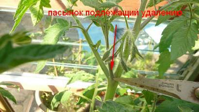 Formation of tomatoes in open ground