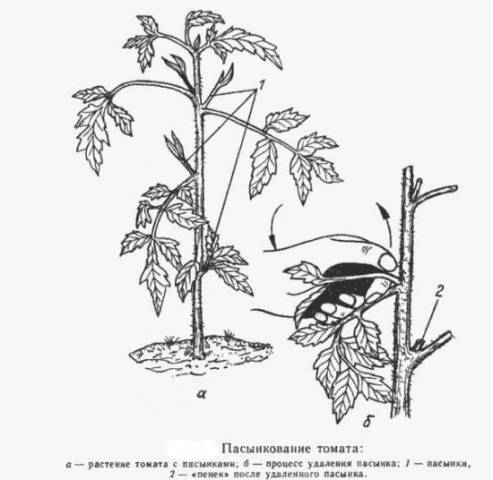 Formation of tomatoes in open ground