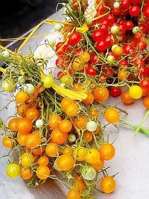 Formation of undersized tomatoes