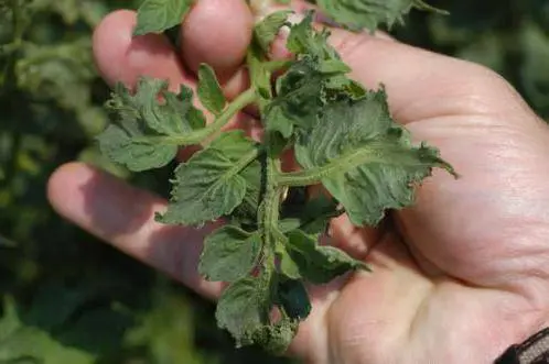 Formation of undersized tomatoes