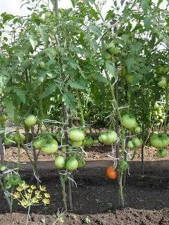 Formation of undersized tomatoes