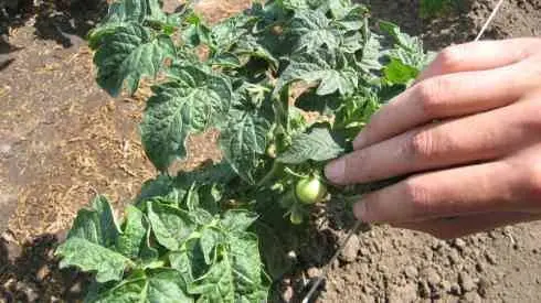 Formation of undersized tomatoes