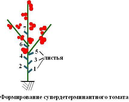 Под каким номером обозначен метод пасынкования. Схема пасынкования томатов. Схема пасынкования низкорослых томатов. Схема обрезки томатов. Формирование томата в 3 стебля схема.