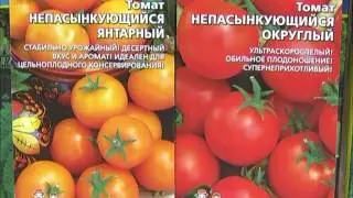 Formation of undersized tomatoes