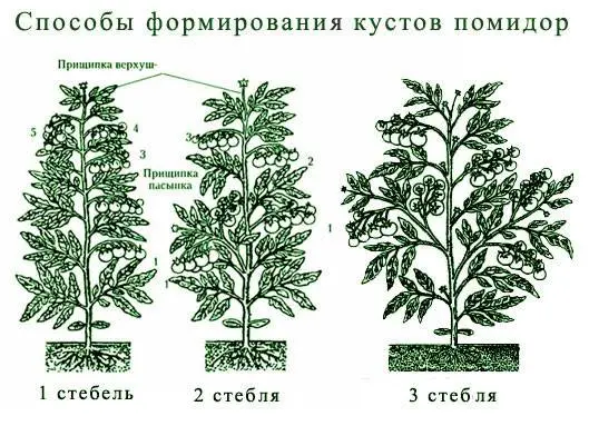 Formation of undersized tomatoes