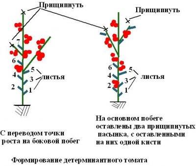 Formation of undersized tomatoes