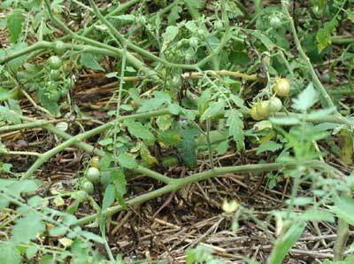 Formation of undersized tomatoes