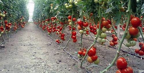 Formation of undersized tomatoes