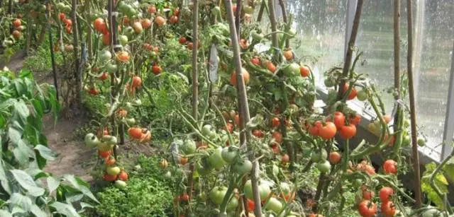 Formation of undersized tomatoes