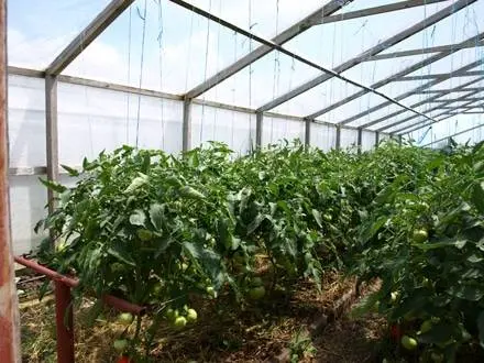 Formation of undersized tomatoes