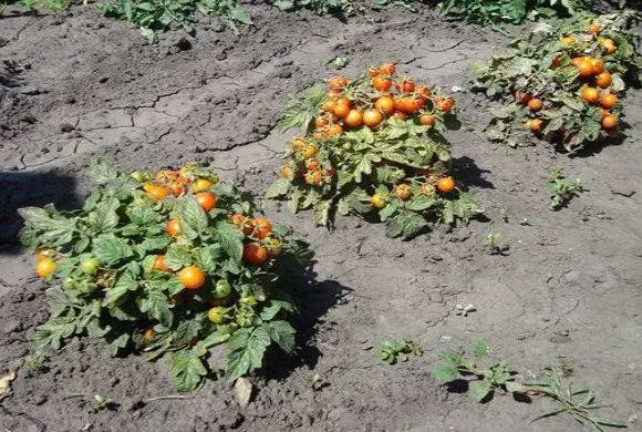 Formation of undersized tomatoes