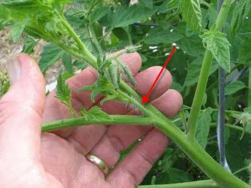 Formation of undersized tomatoes