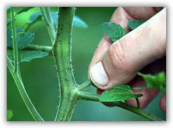 Formation of undersized tomatoes