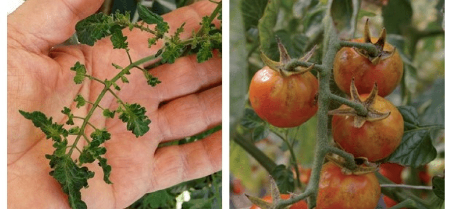 Formation of undersized tomatoes