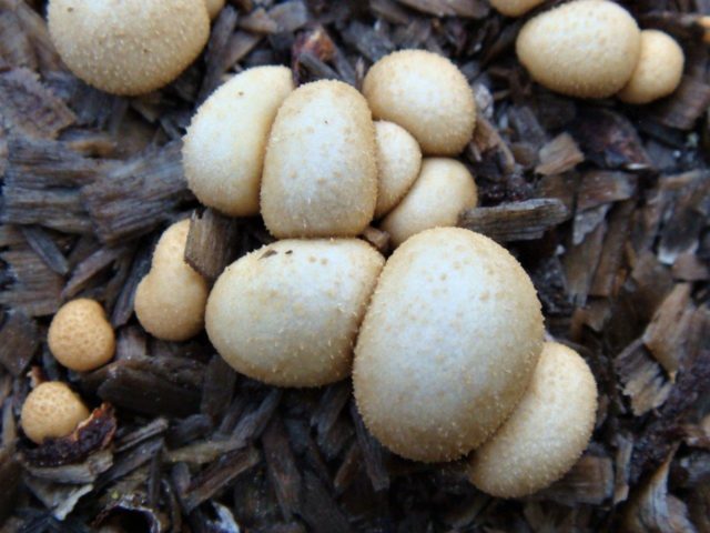 Formless nest: photo and description of the fungus