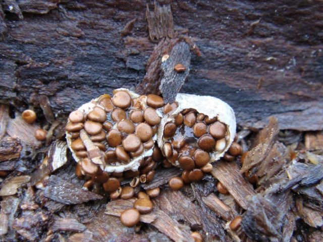 Formless nest: photo and description of the fungus