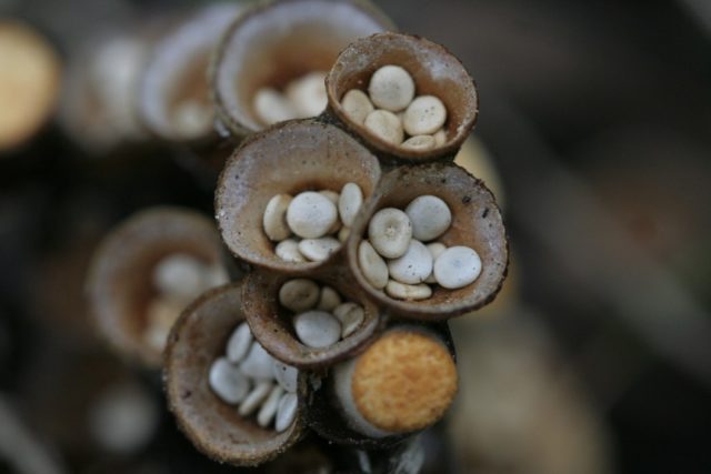 Formless nest: photo and description of the fungus