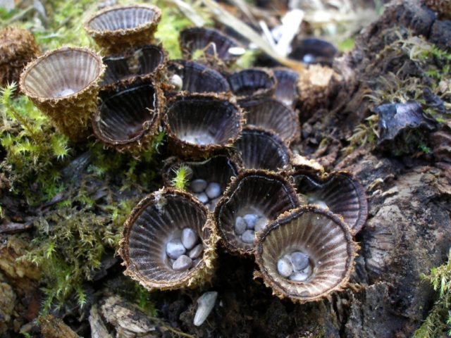 Formless nest: photo and description of the fungus