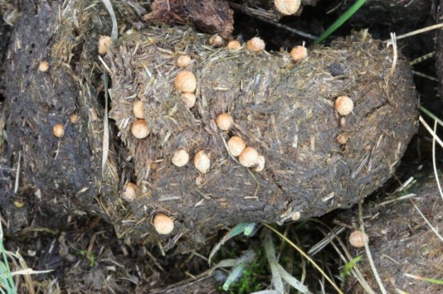 Formless nest: photo and description of the fungus