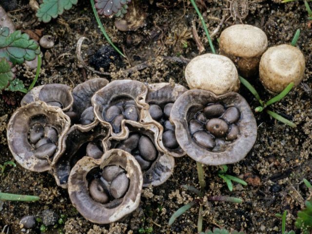 Formless nest: photo and description of the fungus