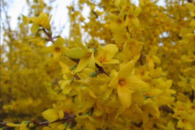 Forsythia intermediate: Spectabilis, Linwood, Goldzauber