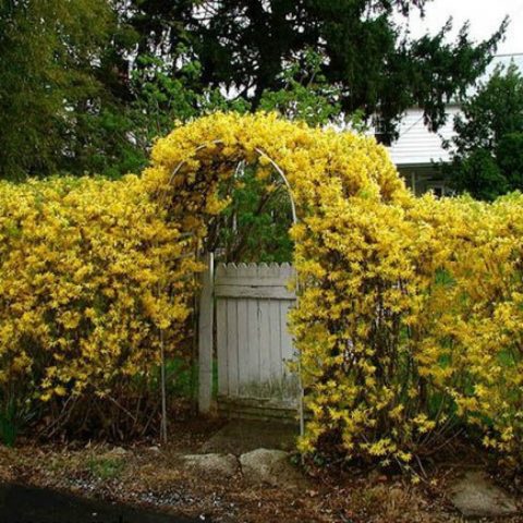 Forsythia intermediate: Spectabilis, Linwood, Goldzauber