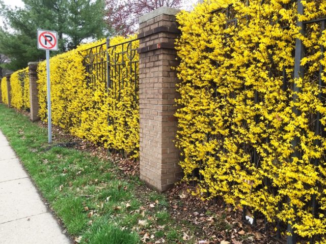 Forsythia intermediate: Spectabilis, Linwood, Goldzauber